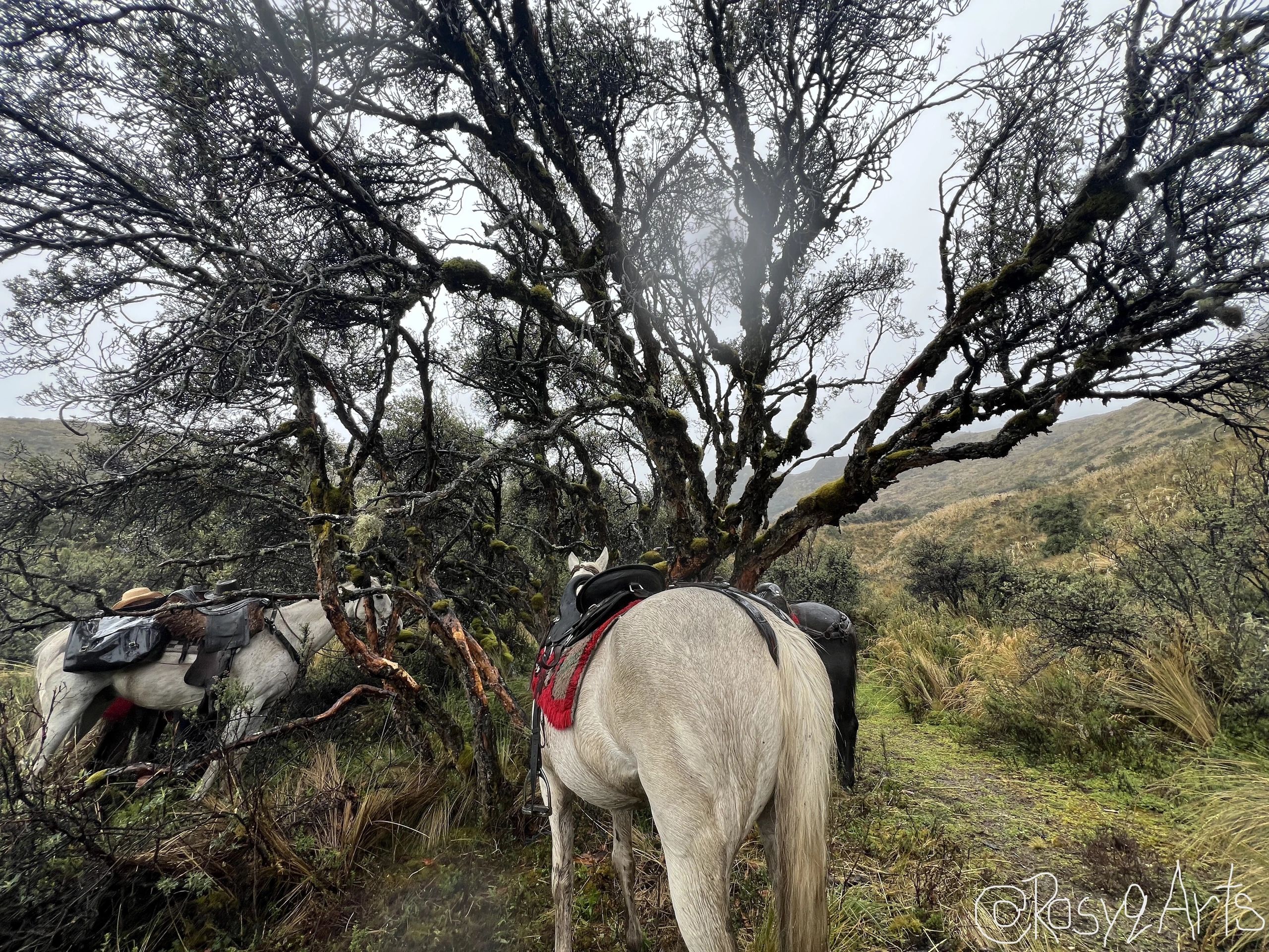 Horses resting around the dream tree...