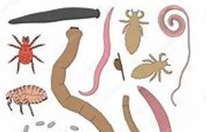 bugs, worms, insects