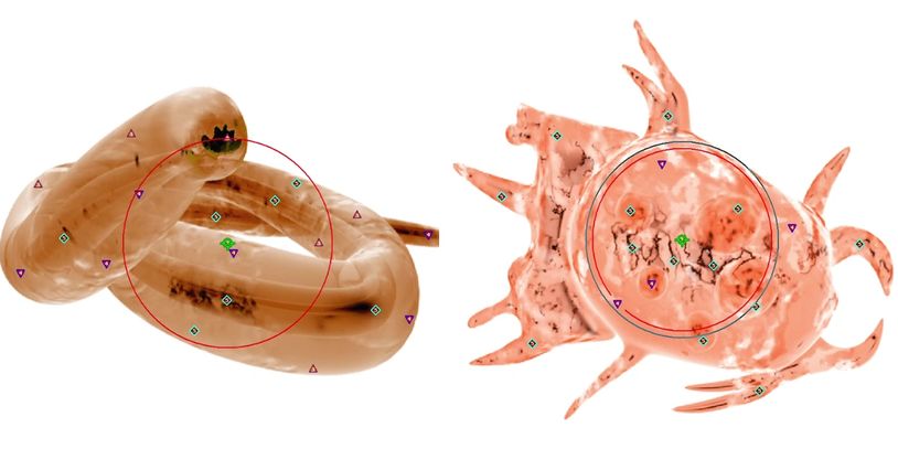 Worm Parasites and Bacteria