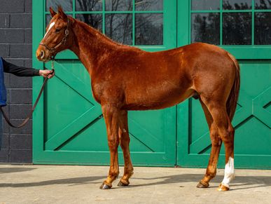 Davant Latham Bloodstock & Insurance. Midway Thoroughbreds VI. '21 Connect - Partyin colt