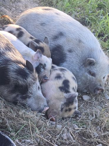 Bently and pork chop keeping the little piggies warm