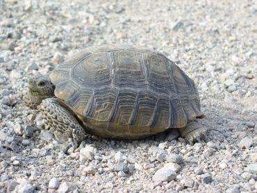 Desert Tortoise