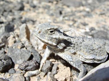 Horned Lizard