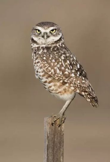 Burrowing Owl