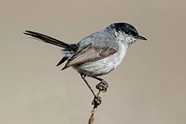 California Gnatcatcher