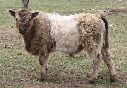 Dun bull Flint, our farm's firstborn.