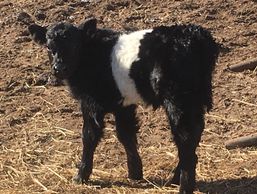 Black and white Belted Galloway, Gus.
