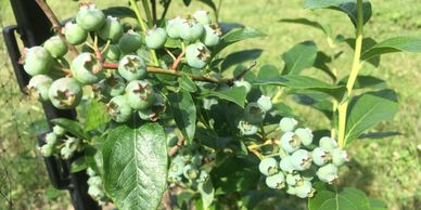 Blueberries growing at the farm.