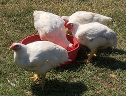 Cornish cross meat chickens taking a drink in the pasture at Home Oasis Farm.