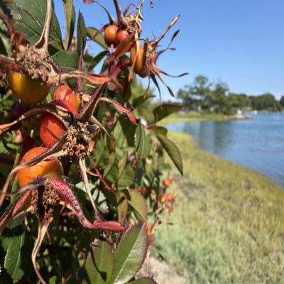 Signs of Fall
