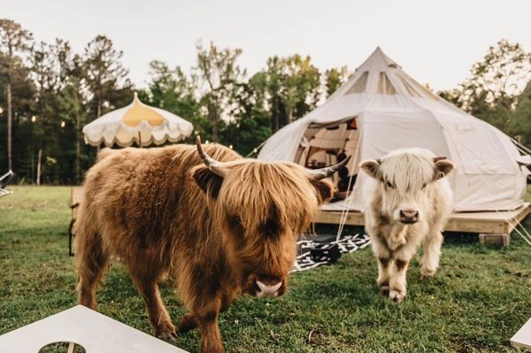 Two Highland cows near a tent in a grassy area.