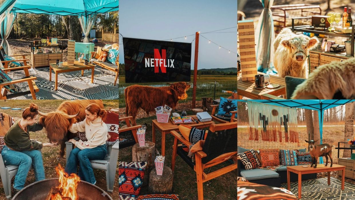 Outdoor movie night setup with animals.