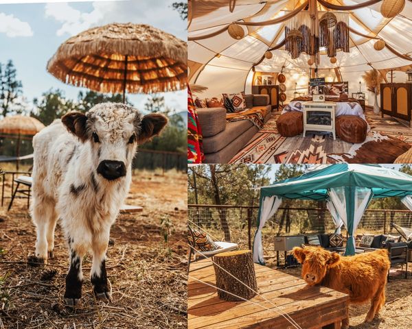 Young calves outdoors and cozy glamping setup inside a tent.
