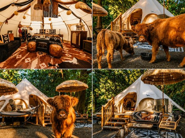 Glamping tent with cozy interior and Highland cows outside.