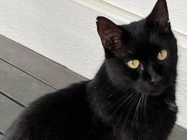 Black cat with striking yellow eyes sitting on a wooden floor.