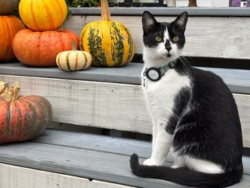 Black and white cat sitting on wooden steps with colorful pumpkins around.
