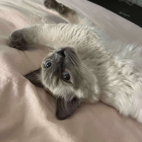 Pictured is Finn, born February 2025 to Ebby & Sirius Black.