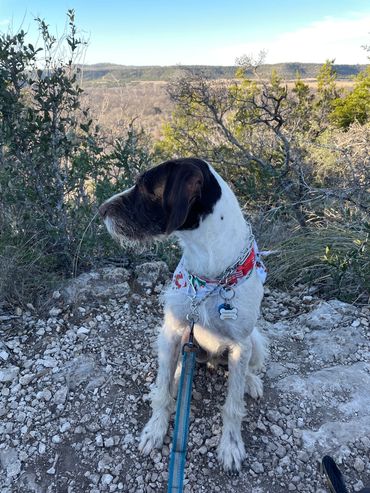 Phantom on a hike in Kimble County, Texas