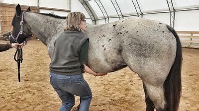 Equine Pain Release Points, Osteopathic, Myofacial release, Animal Acupressure, Natural Therapies