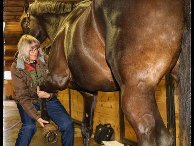 Equine Pain Release Points, Osteopathic, Myofacial release, Animal Acupressure, Natural Therapies
