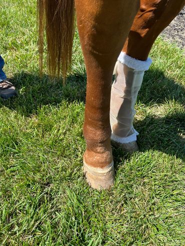 Equine Lymphedema