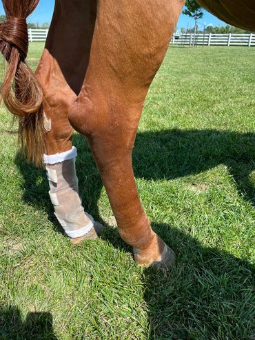 Equine Lymphedema