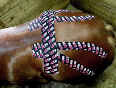 Equine K taping, Equine Kinesiology Taping, Equine Natural Therapies
