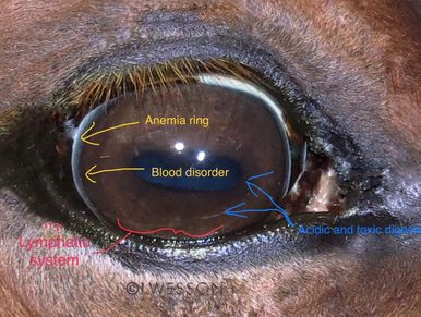 Equine Iridology Assessments, Equine Herbal Medicine, Equine Natural Therapies
