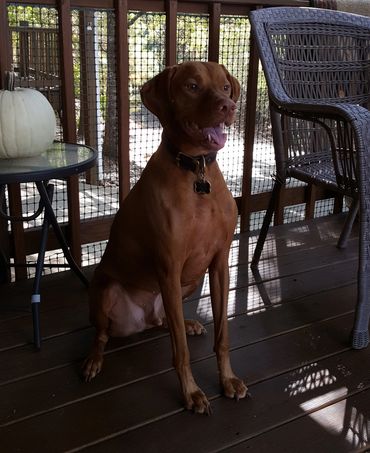  Past Vizsla puppy, all grown up and handsome!