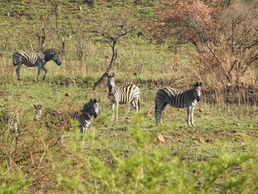 Zebras, South Africa