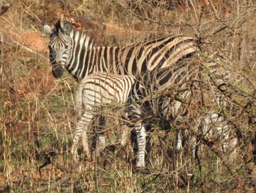 Mother and baby zebra, South Africa