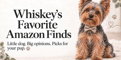 Small dog with bow tie and Amazon picks for pups.