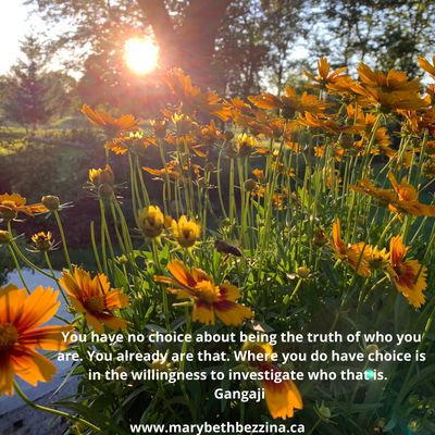 Pot of yellow coreopsis flowers with trees and sunset in background. Inspirational quote about Truth