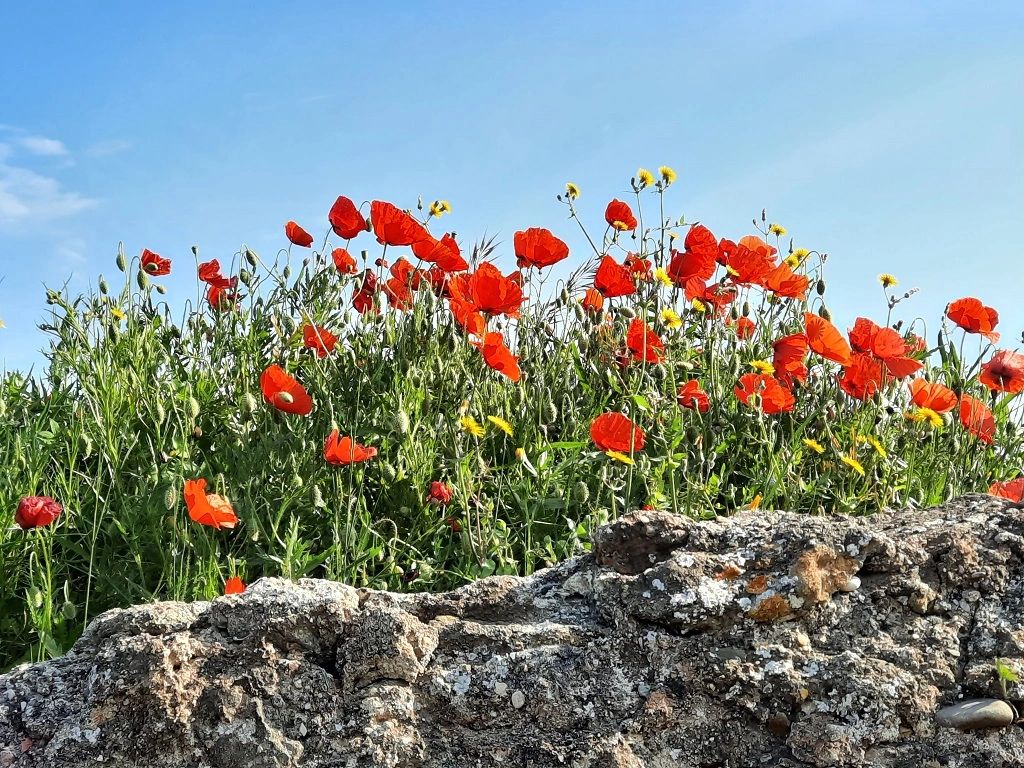 Coquelicots, poppies with a blue sky.