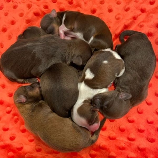 Litter of Havareese Chocolates Babies