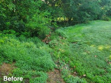 Overgrown drainage swale before