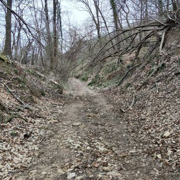 A rugged dirt path through a leaf-strewn forest in late autumn.