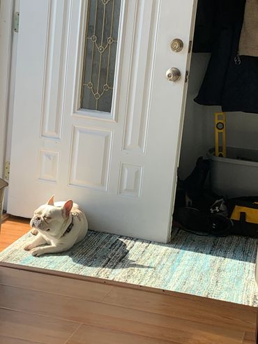 Bella Enjoying the sun, she loves to be under the sun.