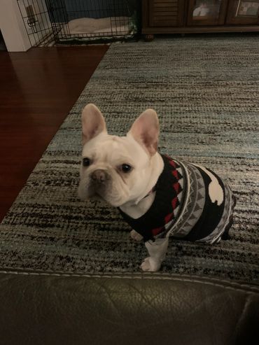 My Bella likes to be warm in the winter months.