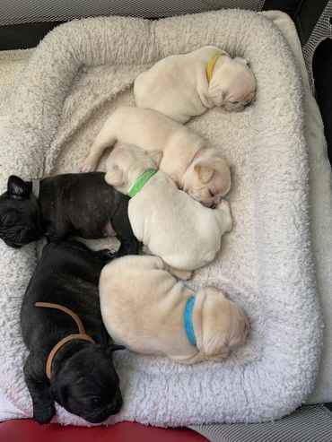 The new born litter