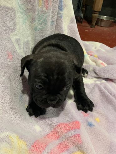 Rose trying to posse for the picture