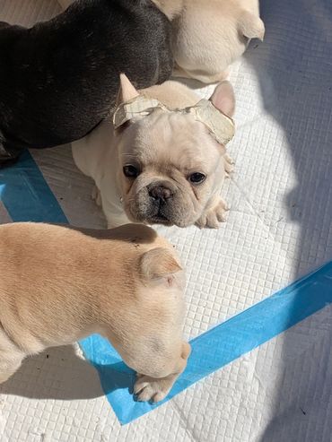 Coco very serious waiting for food.