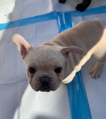 Romeo showing off his funny ear tricks