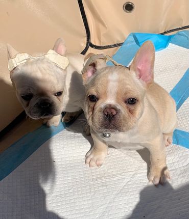 Summer and Coco enjoying the sun