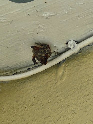 Small wasp nest with wasps on a textured ceiling corner.