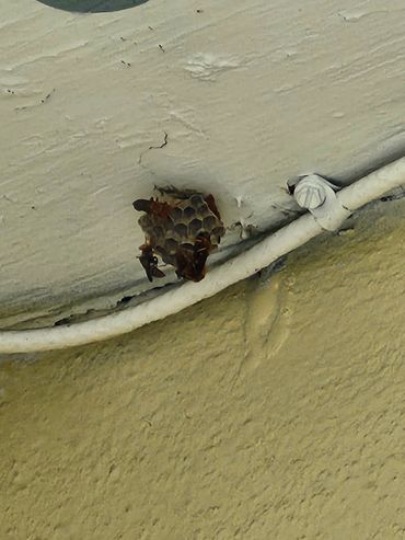 Small wasp nest with wasps on a textured ceiling corner.