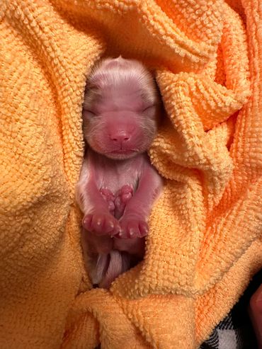 Newborn Blenheim Cavalier King Charles puppy.