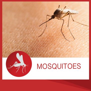 Mosquito Pest Control db Pest Management