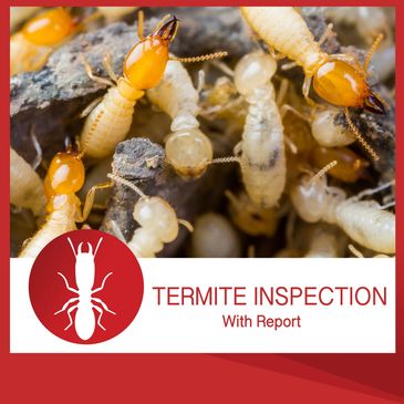 Termite Inspection db Pest Management