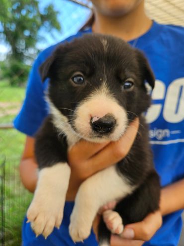 HC Salina, Black and White, Female